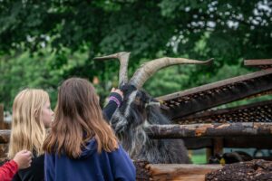 Medieval petting zoo