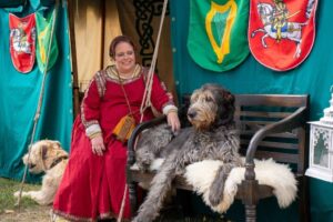 The Irish wolfhounds – hear their story and meet the dogs up close